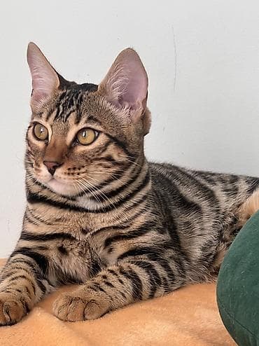 тор рыба: Бенгальская, 6 месяцев, Девочка, Проглистована — 3