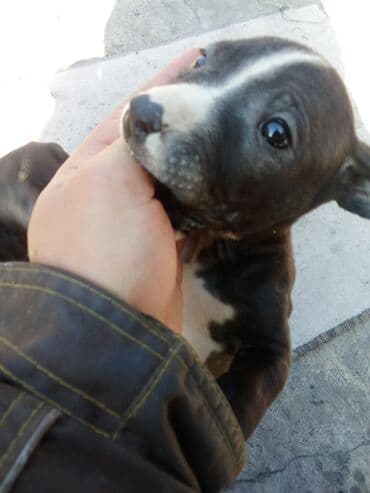 собака коли: Щенки (помёт на фото) Описание: пидбуль с прививкой 2 месечьные 7 — 1