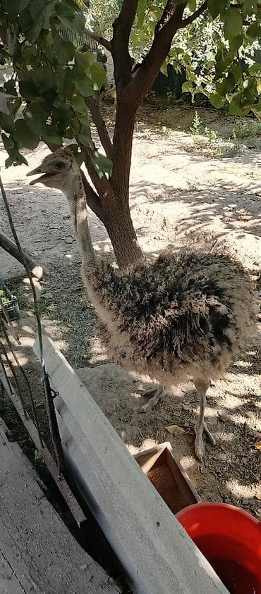 жылкы жаныбар: Ассалям алейкум ушул струс сатылат 3 айлык Страус. Крупная домашняя — 2