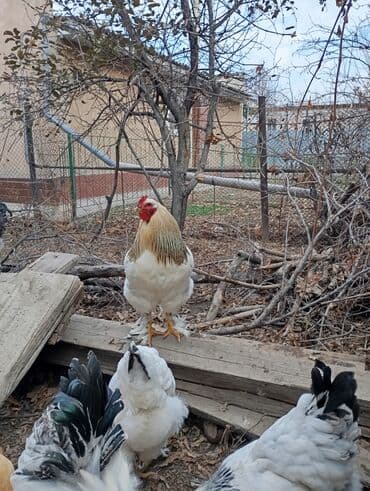 рюкзак для животных: Петухи брама 5 месячные в Канте,крупные на племя — 8