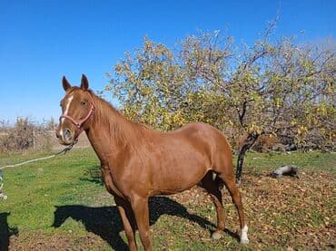 французкий бульдог цена: Продаю | Кобыла (самка) | Английская — 2