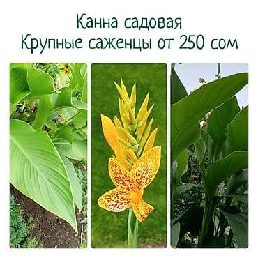 купить канны высокорослые: Платная доставка, Самовывоз — 1