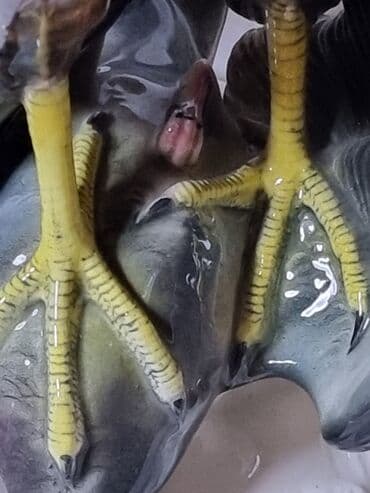 купить модели кораблей: СТАРИННАЯ АНТИКВАРНАЯ Статуэтка. ГЕРМАНИЯ ТРОФЕЙНАЯ. РАРИТЕТ — 8