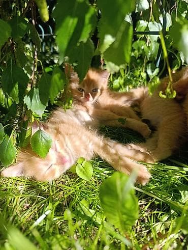 вязка кот: Рыжие котята в добрые руки - Возраст: 1,5 месяца . две девочки и один — 2