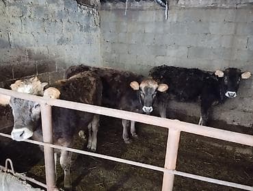 Продаю | Тёлка | Полукровка | На откорм, Для разведения | Искусственник