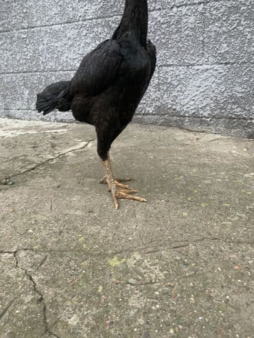 продаю породистых коров: Продаю | Куры, Петух | Дакан | Для разведения, Несушки, Для боев — 8