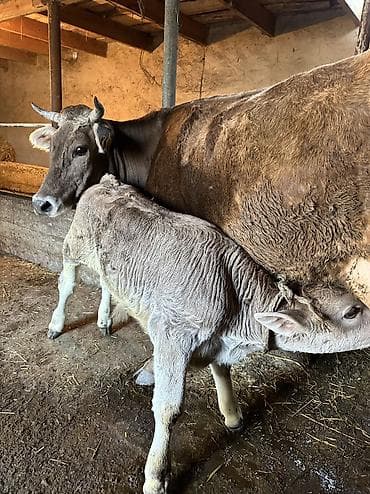 бал мёд: Продаю | Корова (самка), Тёлка | Для молока | Племенные, Искусственник — 10