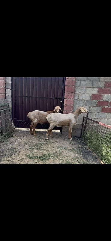 Продаю | Овца (самка) | Арашан | На забой, Для разведения, Для шерсти | Племенные, Матка, Ярка