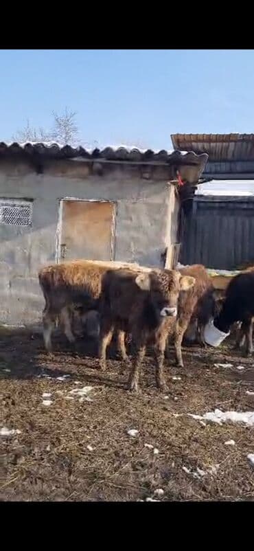 Айыл-чарба жаныбарлары: Сатам | Бука (эркек) | Аргын | Бордоп семиртүү үчүн — 10