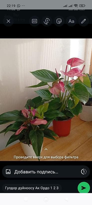 Антуриумы: Комнатные растения в горшках — подборка декоративных видов Доступные — 1