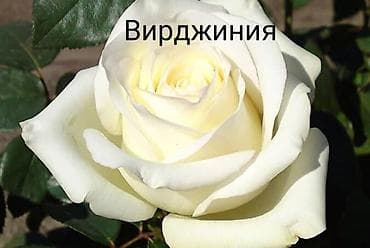 розы рассада: Саженцы — 9