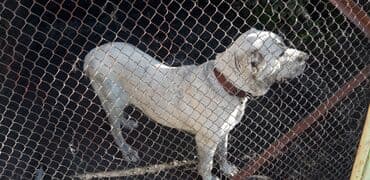 собака охотничий: Алабай, 3 жаш, Ургаачы, Эмделген — 3