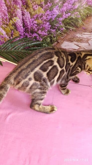 бенгальский леопардовый кот: Красивейшие Бенгальские котята с огромными розетками. Проф питомник — 5