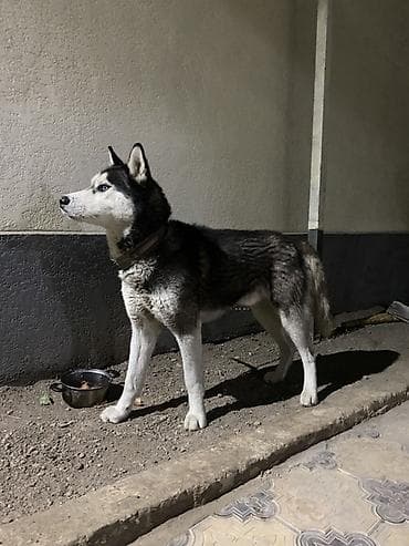 Вязка собак: Срочно срочно Сибирский хаски, кобель. Окрас черно-белый с — 1