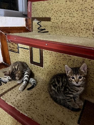 котята дарлм: Продаются невероятно красивые, активные и ласковые котята! Малышам — 3