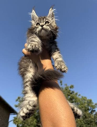 шпиц: фото цена: Мейн-кун, 2 месяца, Мальчик, Приучена к лотку, Проглистована, С документами — 8