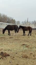 домики для котов: Продаю | Кобыла (самка) — 1