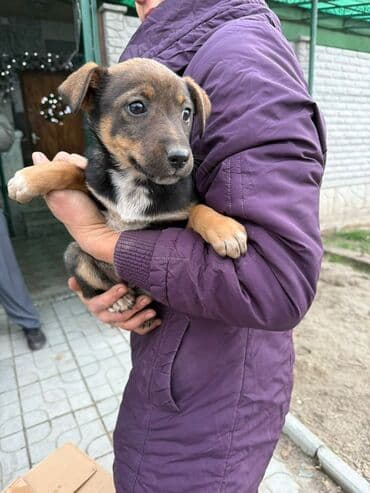 Услуги ветеринара: Собака даром: Дворняжка, 2 месяца, Самка, С прививкой — 1