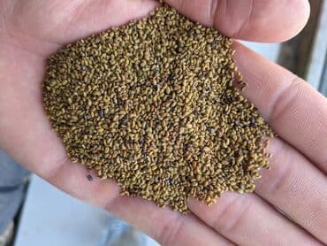 купить кошку в бишкеке: Беде урук көп жылдык. урожай 5ж. адрес Чүй Беловодск нижний зона — 3