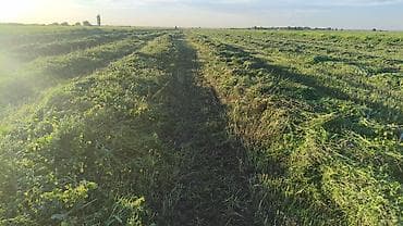 куринный помет: Зелёная масса/свежескошенная трава с поля - Свежий покос: ровные — 1