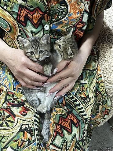 кошка табби: Котята-домоседы, помёт разного окраса: - дымчато-чёрные пушистики - — 4