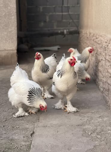фонд помощи животным: Продаются петухи светлой БРАМЫ
Чистые 
4 шт 
3-4 месячные здоровые — 2