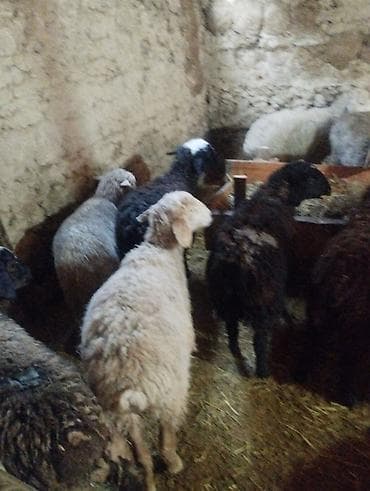 Продаю | Ягненок