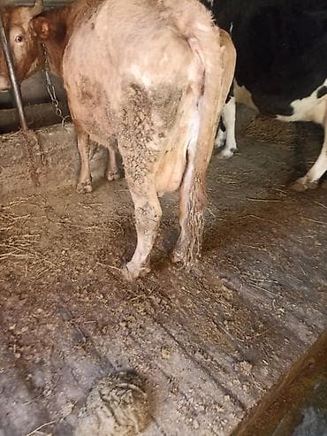 куплю бык: Продаю | Корова (самка) | Для молока | Привязанные — 2