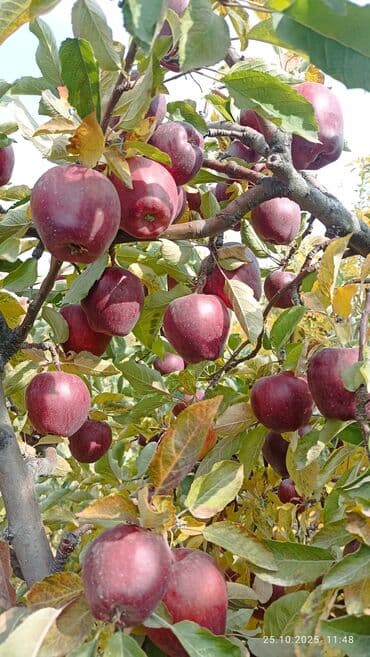 стол стуля буу: Алмалар — 2