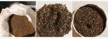 саженцы тополя купить: Семена деревьев: Ели, Самовывоз — 1