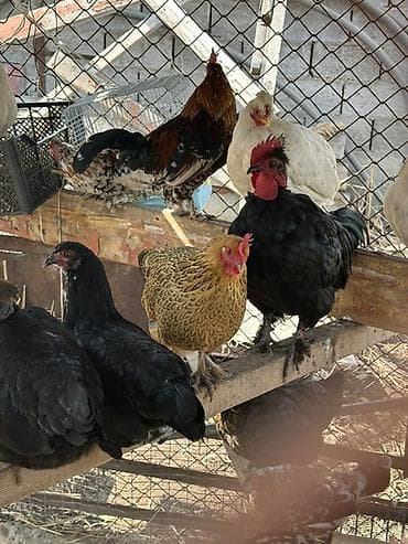 Корма для с/х животных: Продаю | Куры | Для разведения — 1