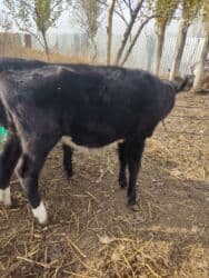 домик для кошки многоуровневый: Сатам | Кунаажын | Көбөйтүү үчүн — 9