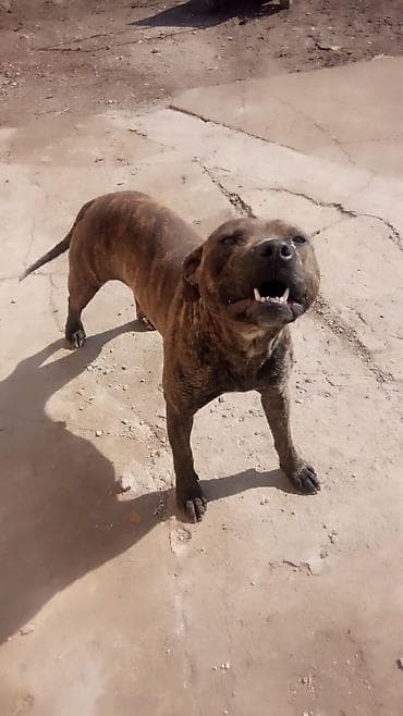 продажа кормов для сельскохозяйственных животных: Собака среднего роста, крепкого телосложения. Окрас тигровый — 10