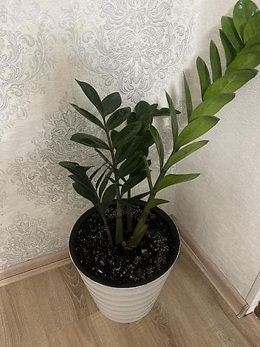 реалии: Замиокулькас (долларовое дерево) в декоративном кашпо - Комнатное — 2