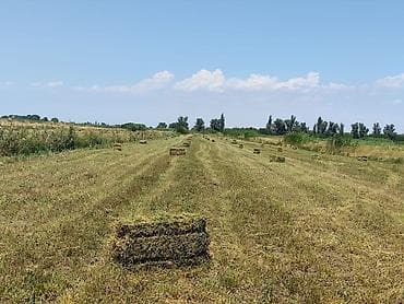 рыбы купить в аквариум: Клевер 
с. Киргшелк — 3