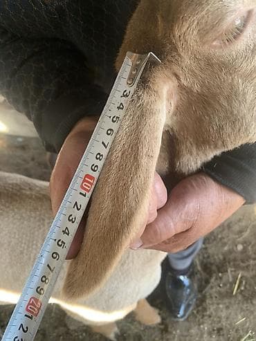 баран купить бишкек: Продаю | Ягненок | На забой | Племенные — 2