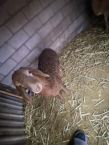 папугай ош: Продаю | Овца (самка) | Гиссарская | Для разведения | Матка — 1