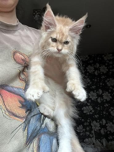 кошка британская вислоухая: Мощный эксклюзивный котята Майн куны полидактилия,Ярко выраженные — 4
