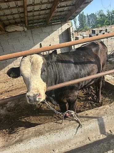 Продаю | Бык (самец) | На откорм | Племенные