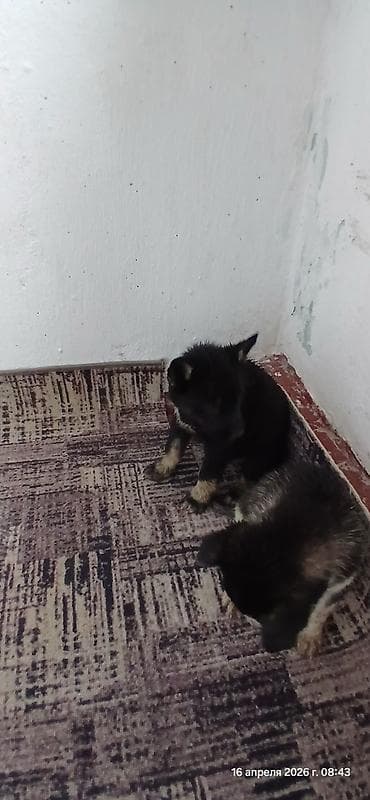 сколько стоит собака хаски: Щенки В ДОБРЫЕ РУКИ смесь с хаски помёт из 3 малышей. Окрас: - чёрный — 6