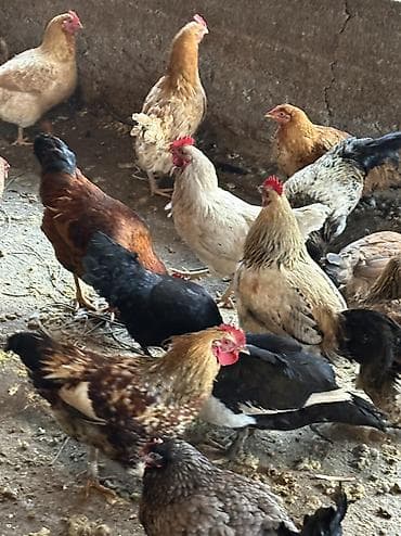 индюк бишкек: Домашние куры и петухи 80 кур и 100 петухов — 6