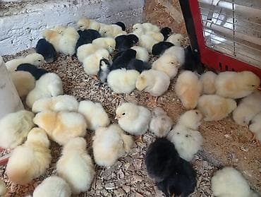 мясо кролик: Продаю | Цыплята | Бройлерная | На забой — 3