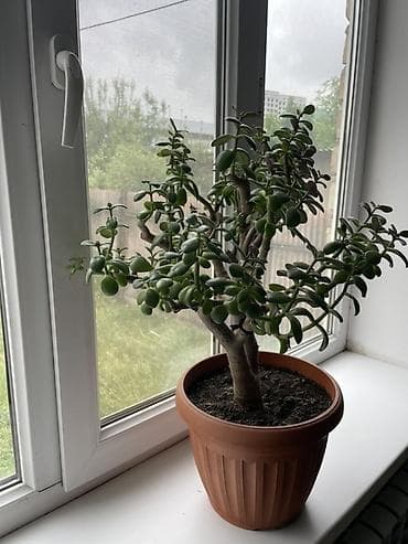 green leaf: Толстянка (денежное дерево) в горшке - Комнатное суккулентное дерево — 1