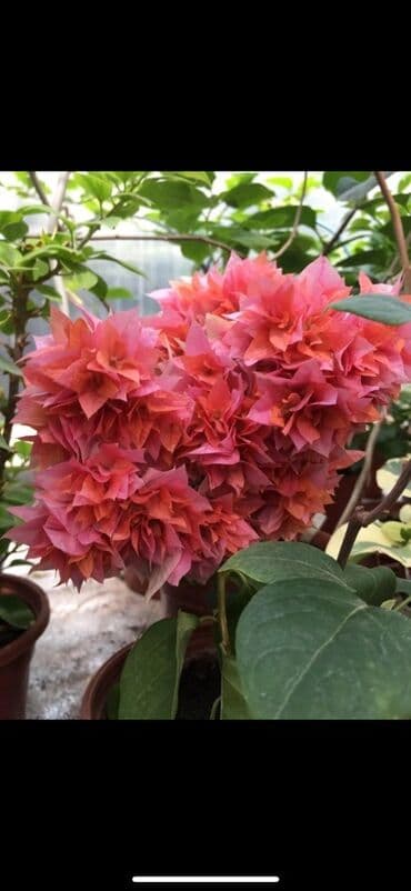 клематис бал цветов купить: Бугенвиллия в горшке (разные окраски прицветников) - Вид — 2