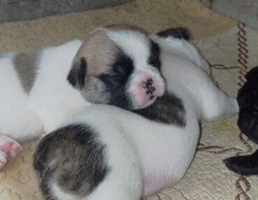 отдам даром собаку в хорошие руки: Щенки французского бульдога,есть бронь, 5 мальчиков и 1 девочка — 5