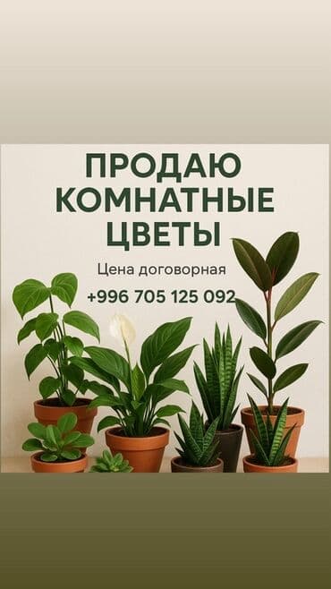 тример садовый: Предлагаются комнатные растения различных видов, включая фикус — 1