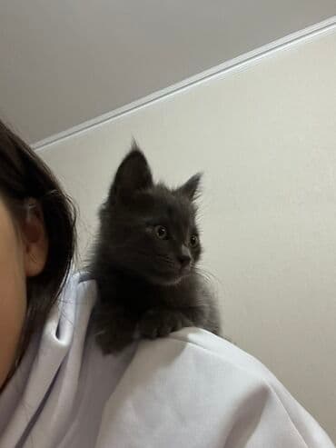 котенка в добрые руки: Беспородная, 2 месяца, Мальчик, Серый, Приучена к лотку, Проглистована — 3