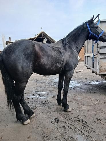 Аквариумдар: Сатам | Байтал | Аргын, Першерон — 2