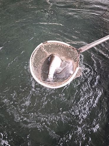 бишкек рыбалка: Тирүү форель: 🌊 Таза сууда өстүрүлгөн ❄ Тоңдурулбаган, жана жаны жок — 2