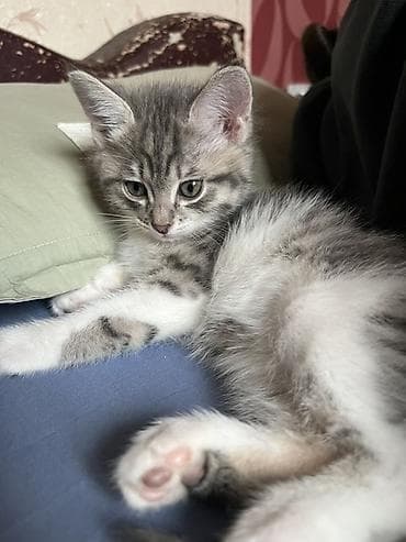 девочки: 2 месяца, Девочка, Приучена к лотку — 8